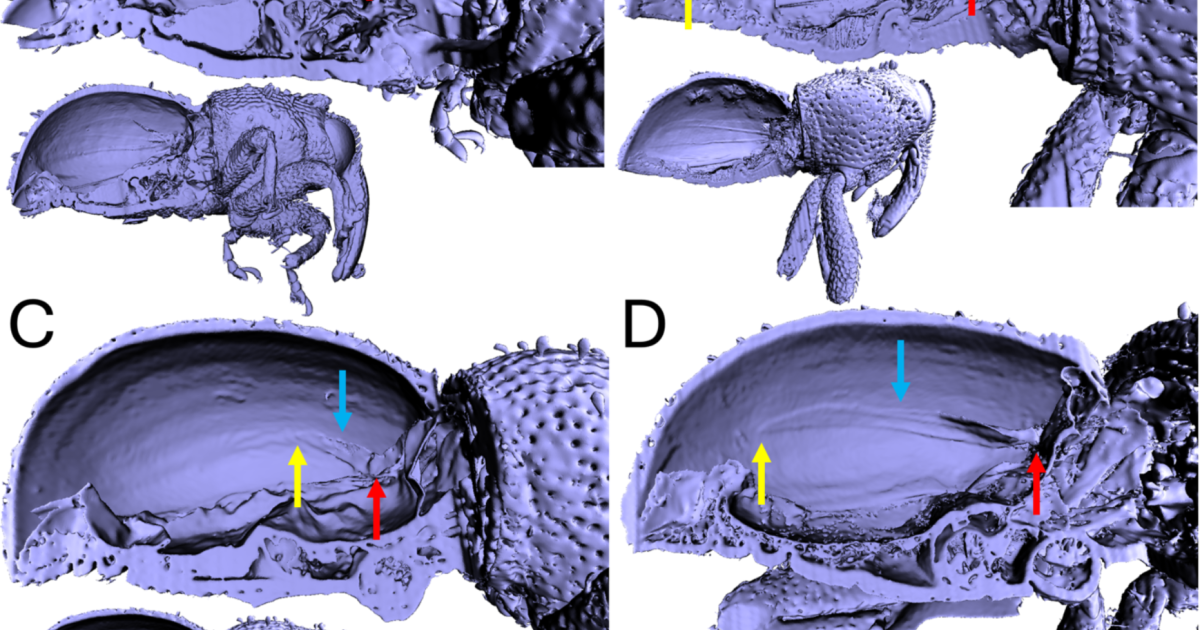 斑点模様 象の置き物 hand maide inケニア スミソニアン博物館 斑点模様 象の置き物 hand maide inケニア スミソニアン博物館